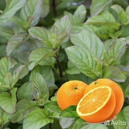 Мята сортовая фруктовые ароматы редкая