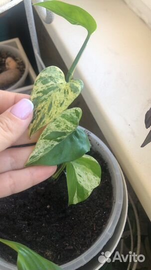 Комнатные растения