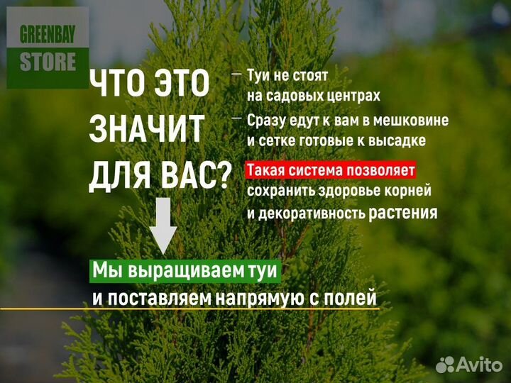 Туя Cмарагд оптом и в розницу