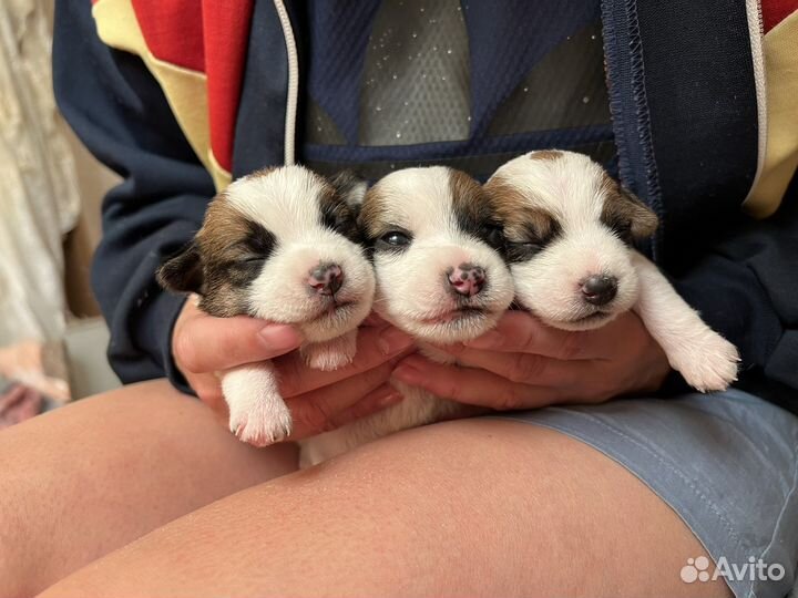 Джек Рассел терьер