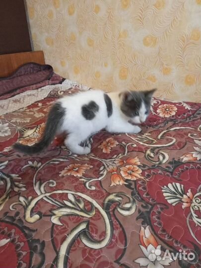 Котенок мальчик бесплатно
