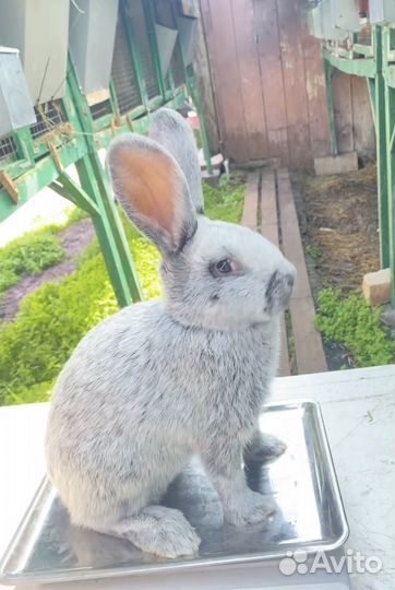 Кролики породы бсс большое светлое серебро
