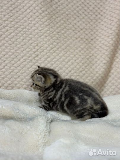 Шотландская