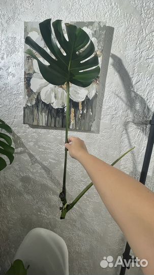 Монстера деликатесная комнатное растение