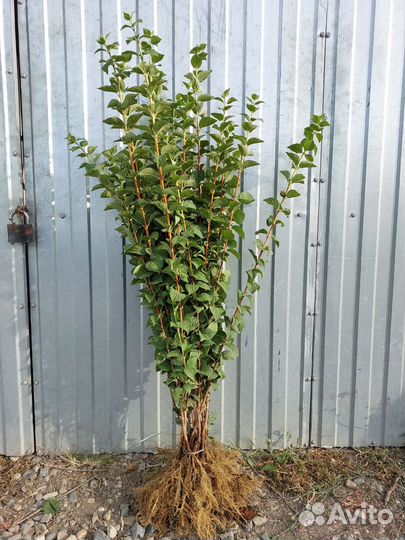 Чубушник (жасмин)