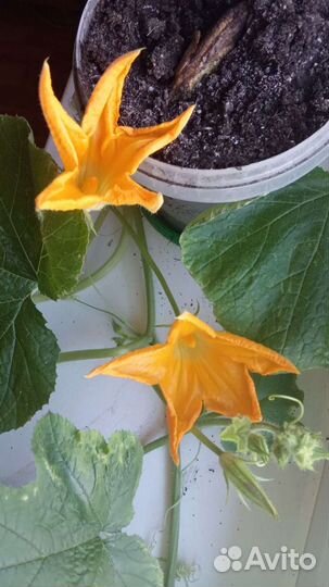 Тыква голосеменная Штирийская, семена