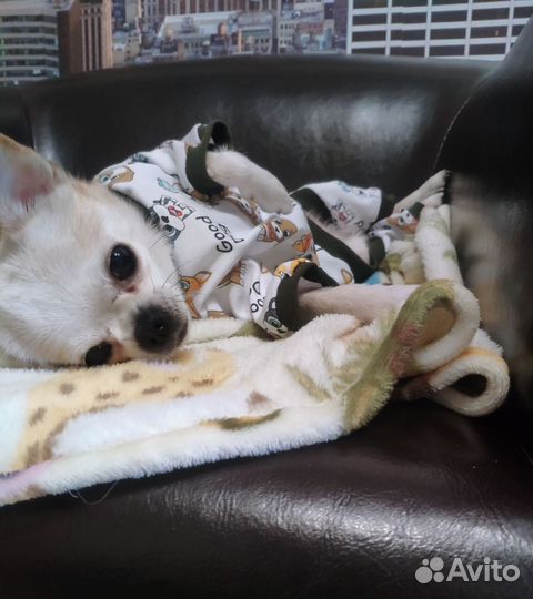 Пыльник комбинезон для собачки