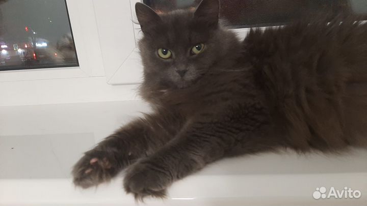 Ласковая,милая кошечка