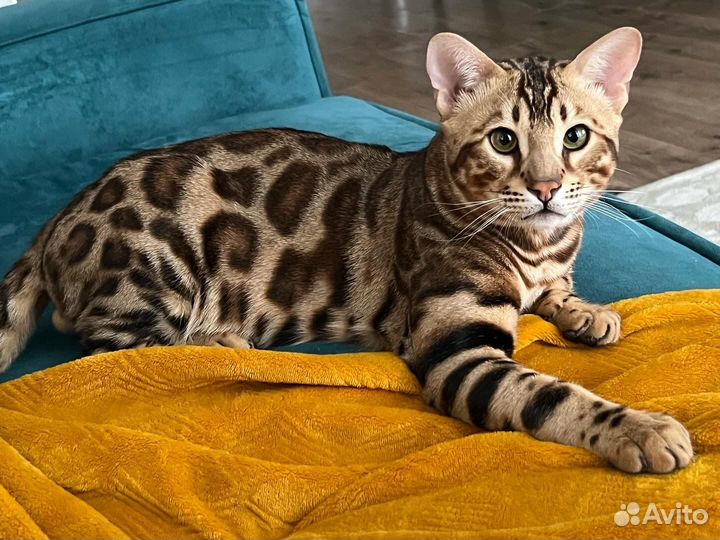 Бенгальский кот вязка