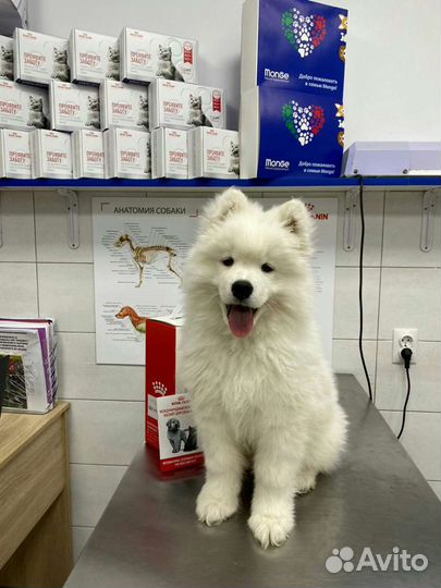 Чудесный белоснежный - пушистый щенок самоедик