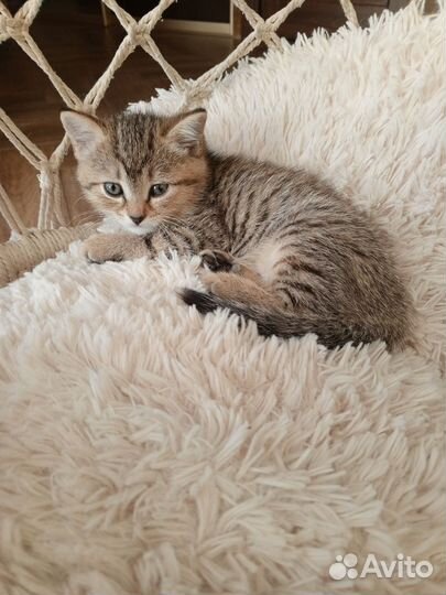 Котенок бесплатно