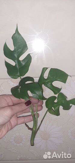 Рафидофора тетрасперма