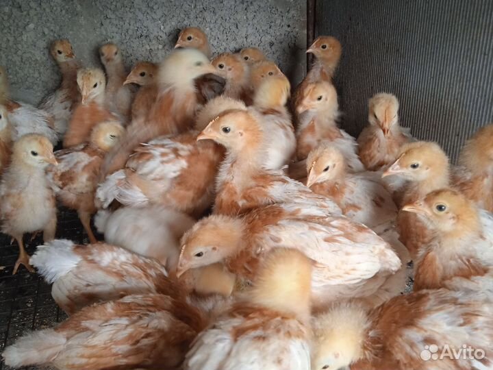 Цыплята