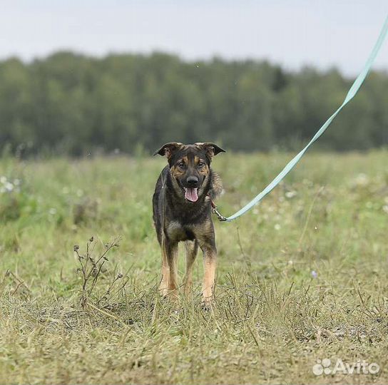 Собака в добрые руки