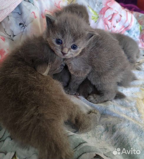 Кошка в дар