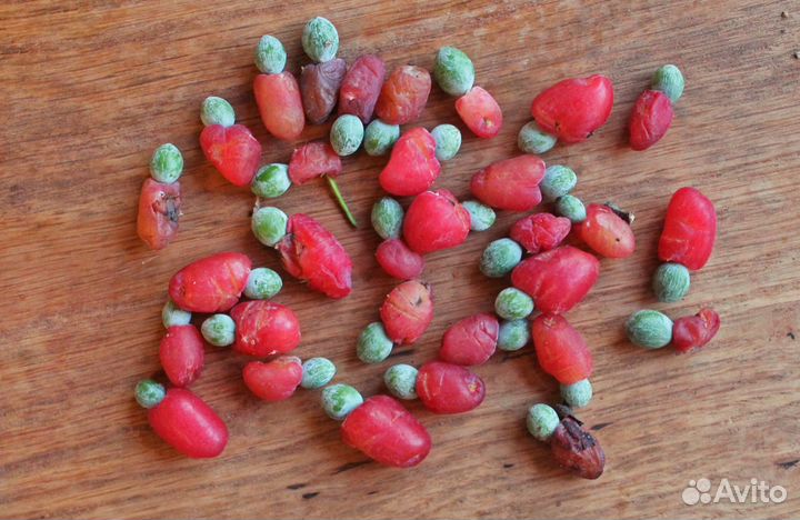 Ногоплодник крупнолистный (Подокарпус), семена