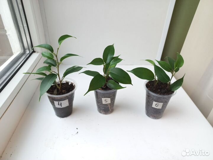 Фикус бенджамина кинки, бафт, Наташа