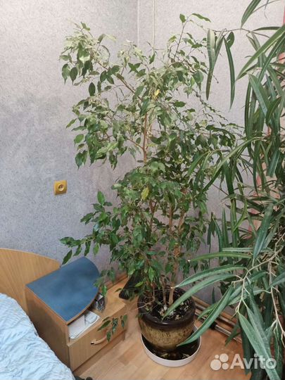 Фикус бенджамина