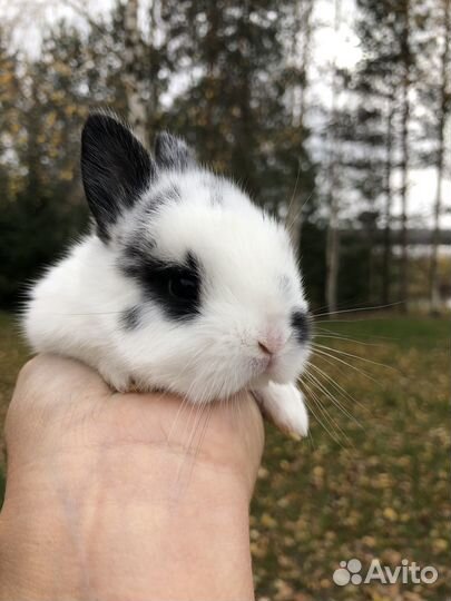 Карликовая бабочка декоративный кролик