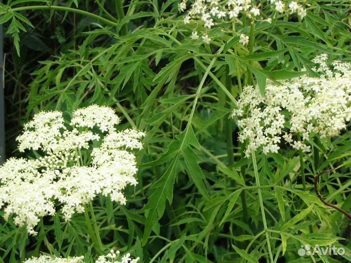 Бузина черная Лациниата