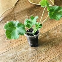 madeleine - Купить растения 🌱 в Москве: цветы, саженцы, рассада ...