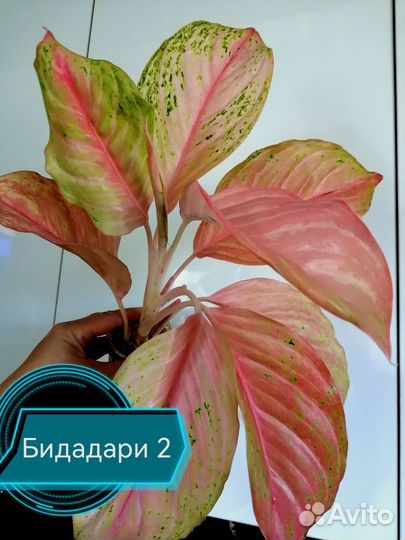 Алоказия и Аглонема