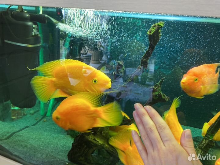 Рыба попугай