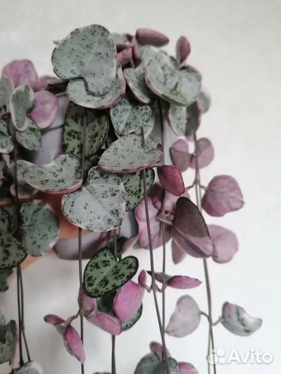 Церопегия вуда вариегатная