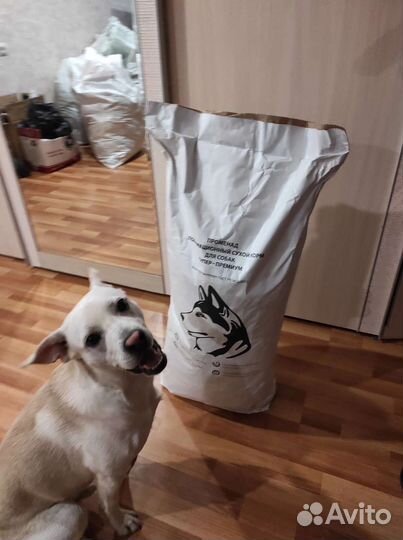 Сухой корм для собак