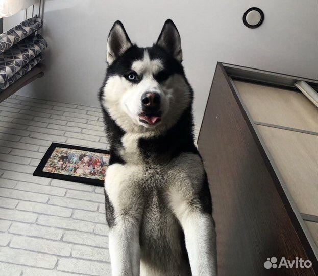 Сибирский хаски, вязка