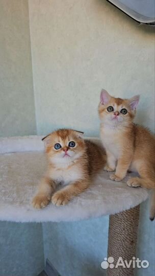 Шотландская