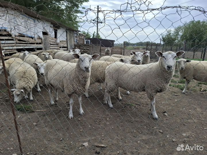 Овцы южная мясная