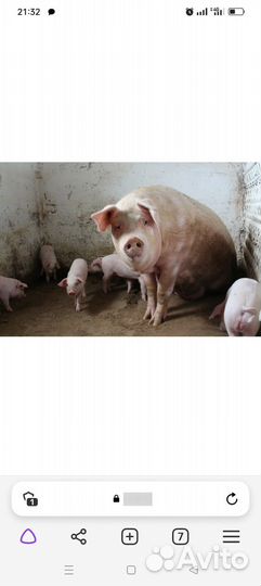 Продам маленьких парасят