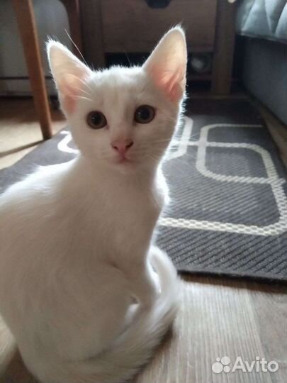 Белые котята