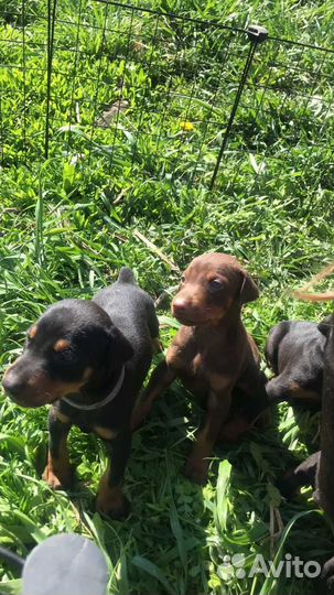 Щенки добермана