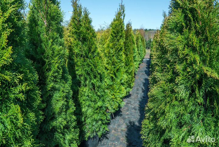 Туя Брабант 1,5 м