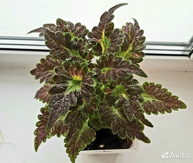 Колеусы вегетативные