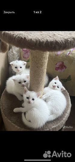 Котята вислоухие