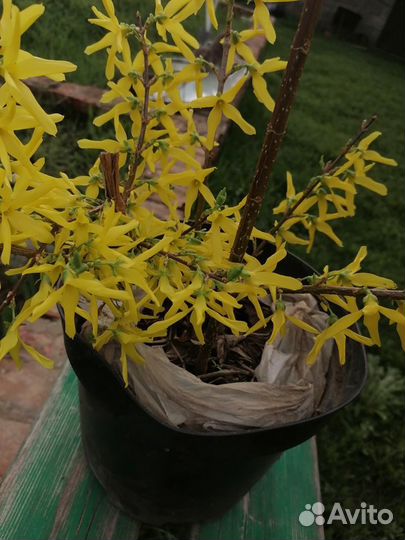 Саженцы форзиции