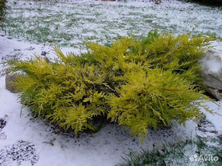 Саженцы можжевельник Голд Стар из питомника