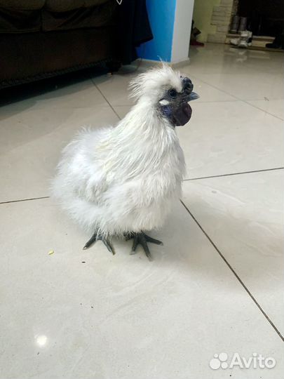 Петух порода Китайский шелковый 6 месяцев