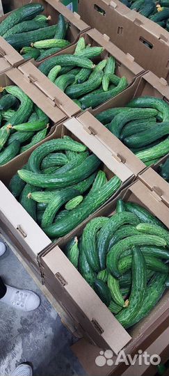 Огурцы, помидоры