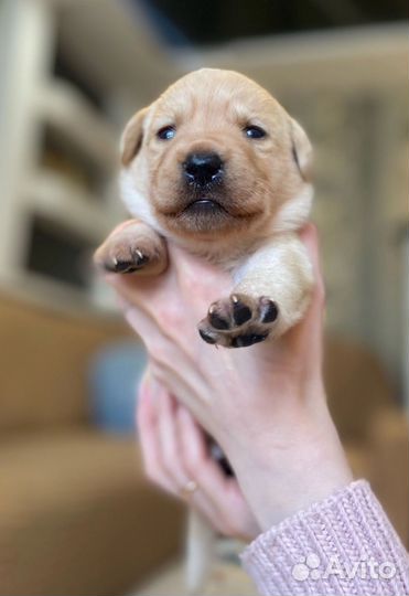 Щенки лабрадора