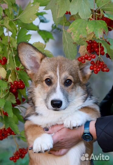 Щенки Вельш Корги Пемброк