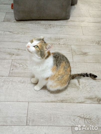 Отдам бесплатно