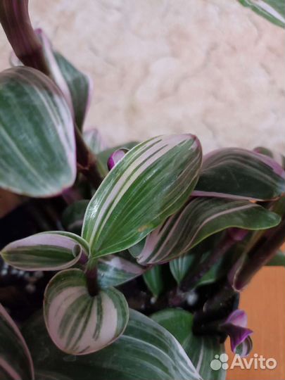 Традесканции, гибазис, рэо