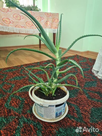 Алоэ 4 года