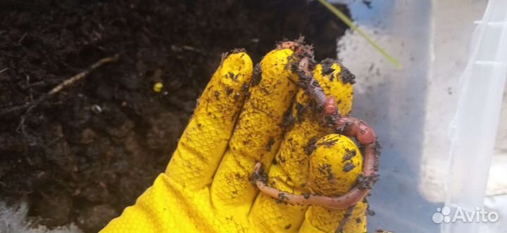 Колифорнийские красные навозные черви