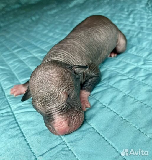 Ксолоитцкуинтли стандарт