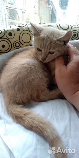 Котик в добрые руки